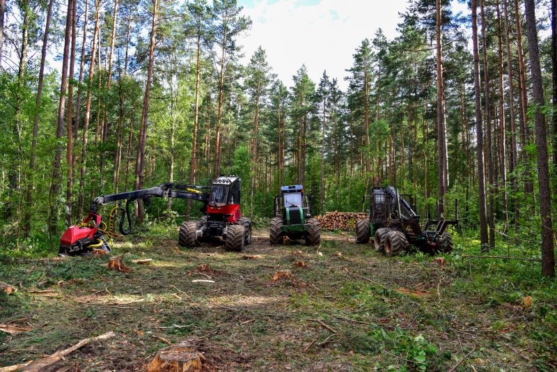 Undergrowth Removal in Marietta, GA